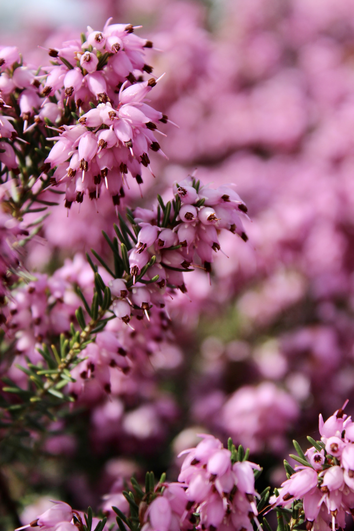 Botanischer Garten Rostock 