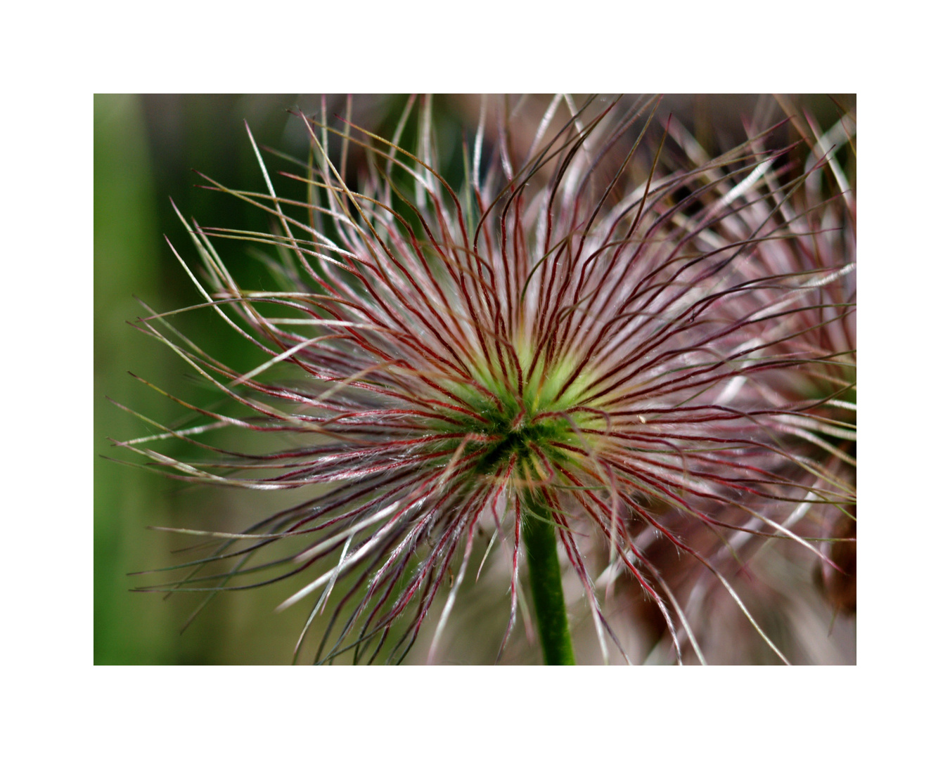 Botanischer Garten Rostock II