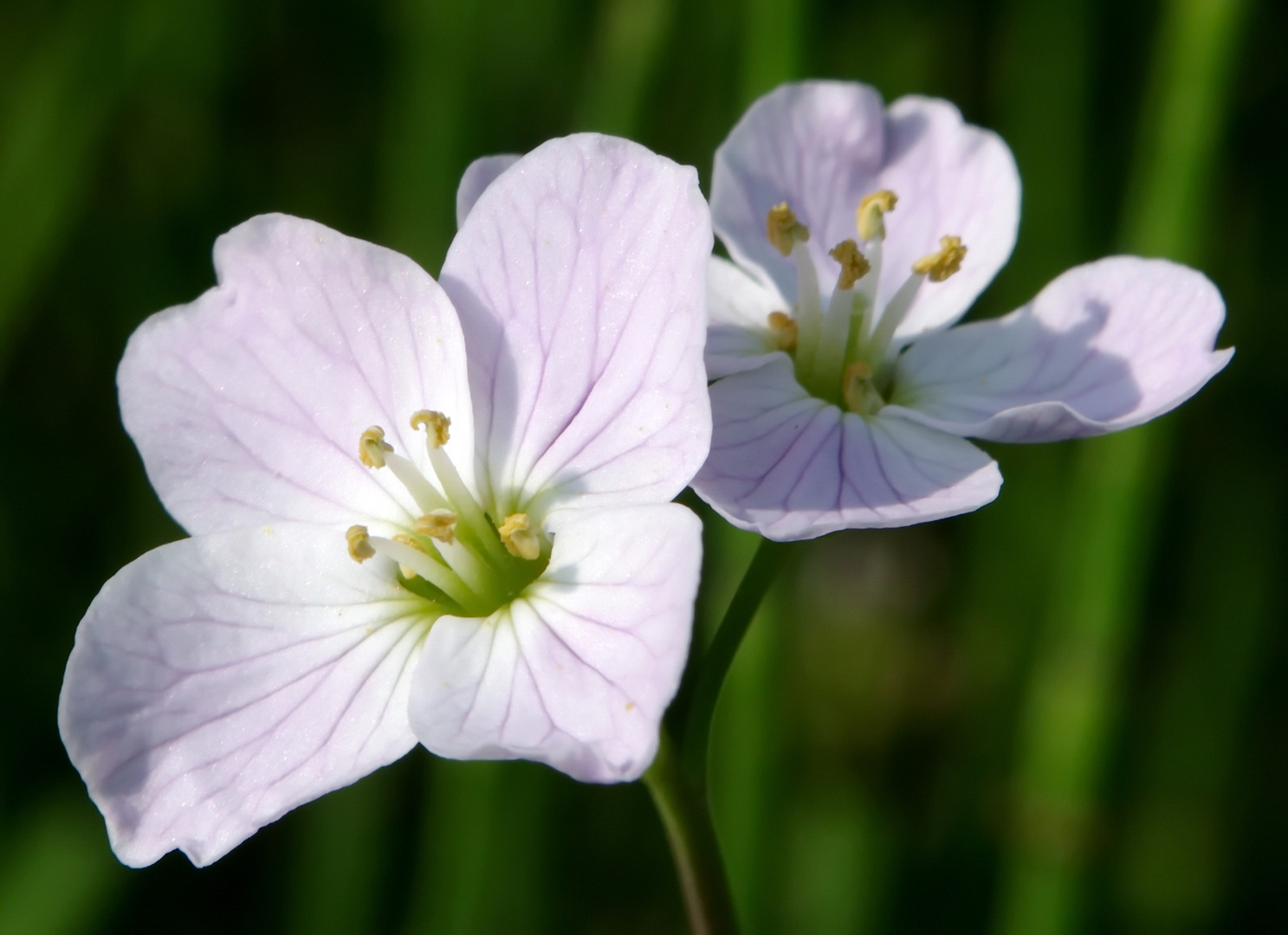 botanischer garten rostock-impression-