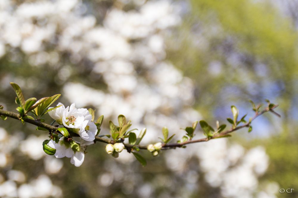 Botanischer Garten RUB #1