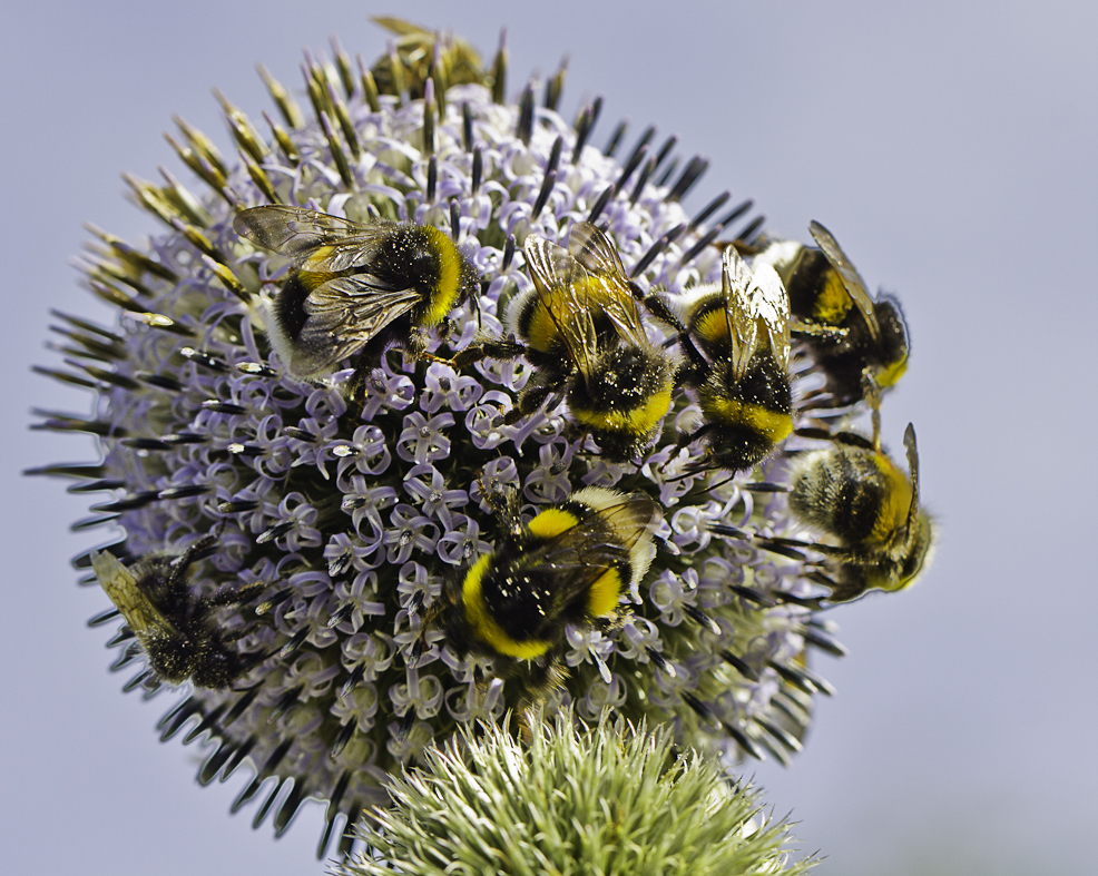 Botanischer Garten RUB 1