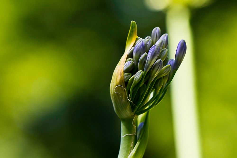 Botanischer Garten RUB 2