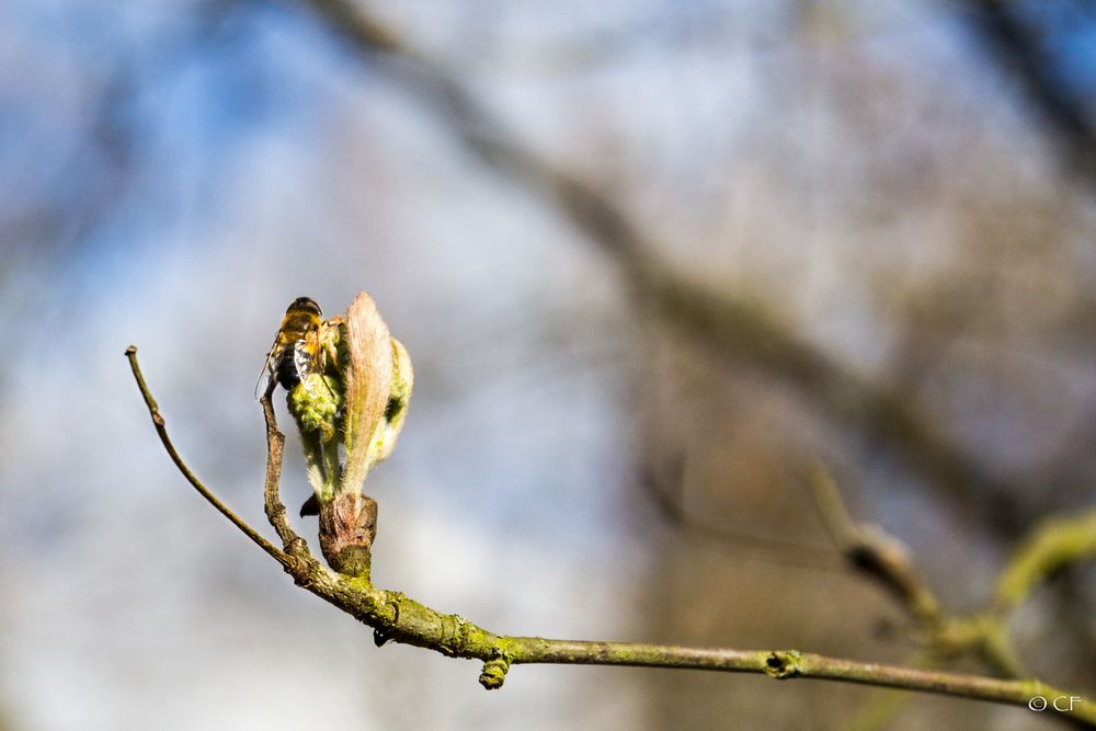 Botanischer Garten RUB #2