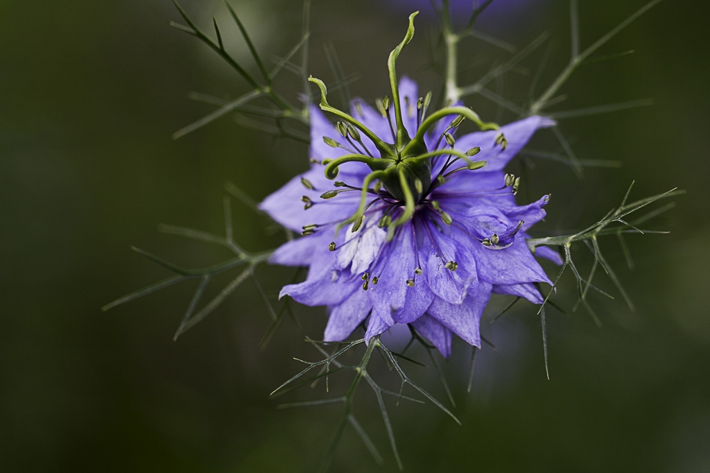 Botanischer Garten RUB 4