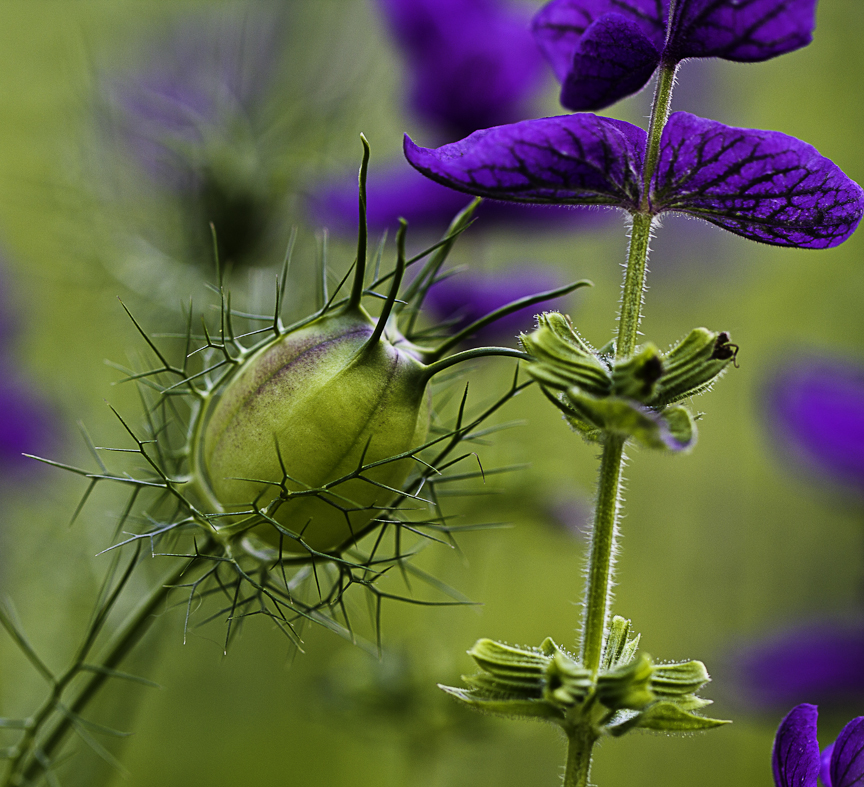 Botanischer Garten RUB 5