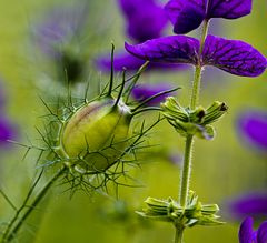 Botanischer Garten RUB 5