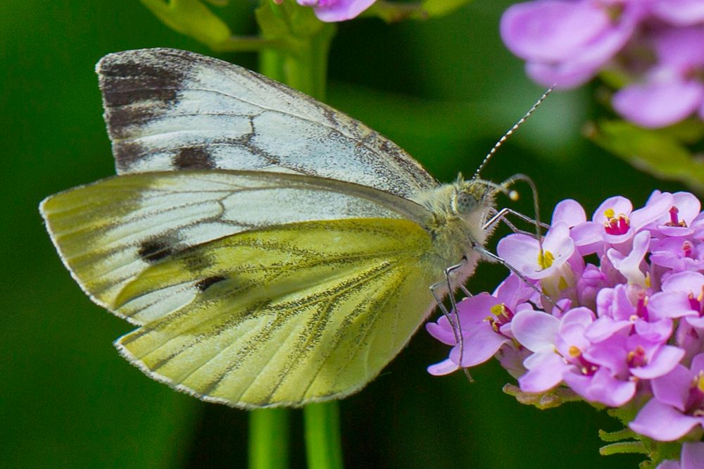 Botanischer Garten RUB 6