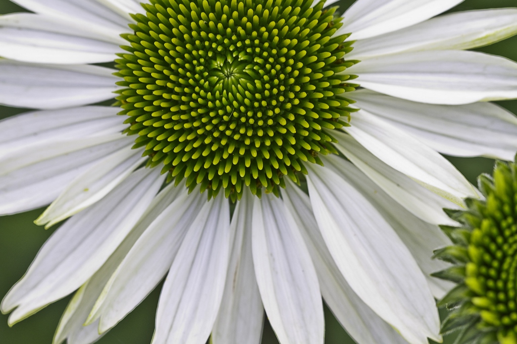 Botanischer Garten RUB