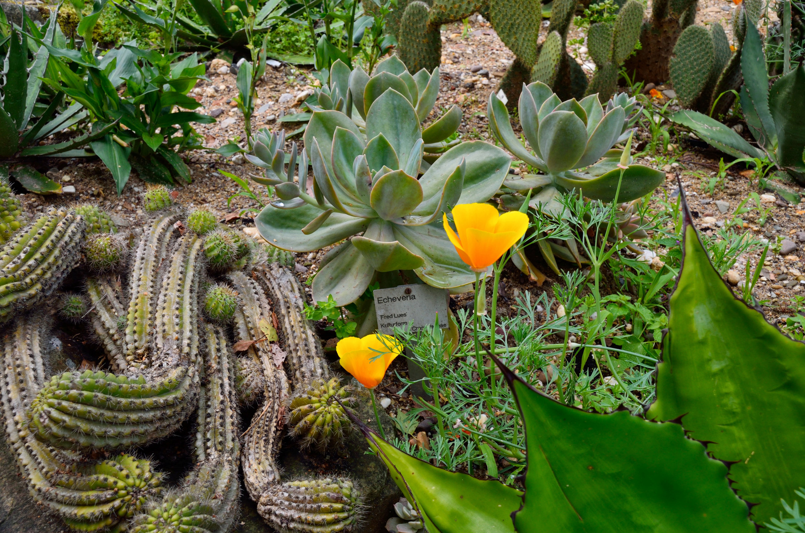 Botanischer Garten Ruhr Uni Bochum Foto Bild Landschaft Natur
