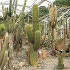 Botanischer Garten Schloss Trauttmansdorff in Meran 3.