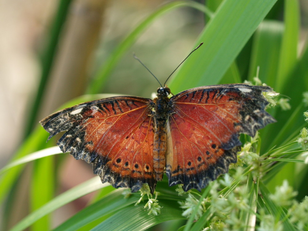 Botanischer Garten-Schmetterlinghaus 3