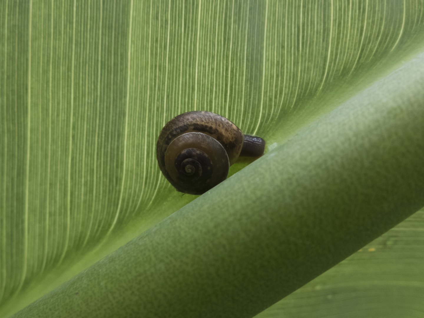 Botanischer Garten - Schnecke