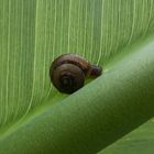 Botanischer Garten - Schnecke