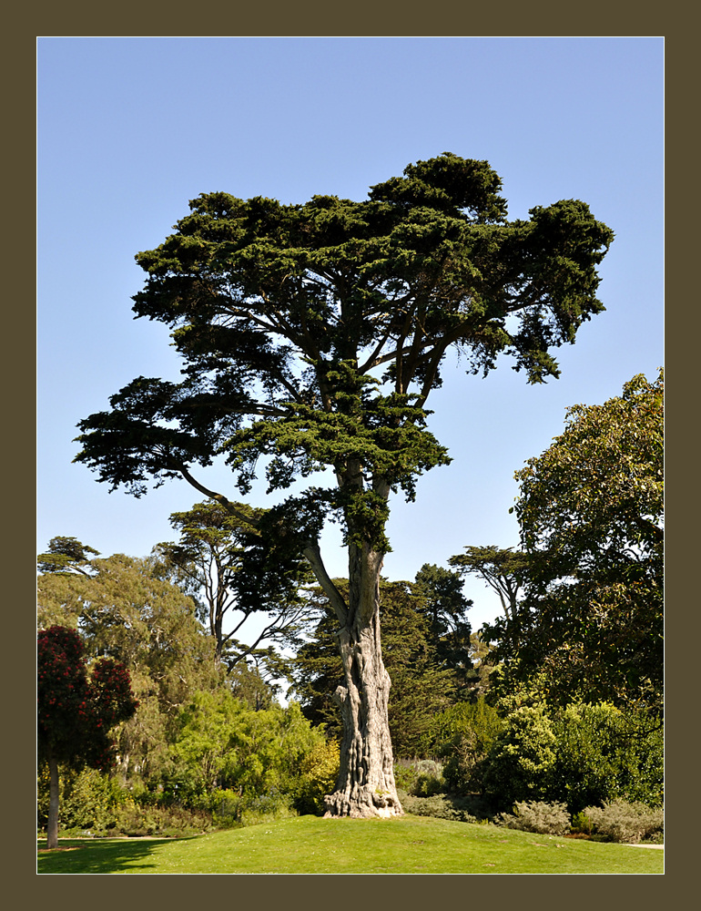 Botanischer Garten SF