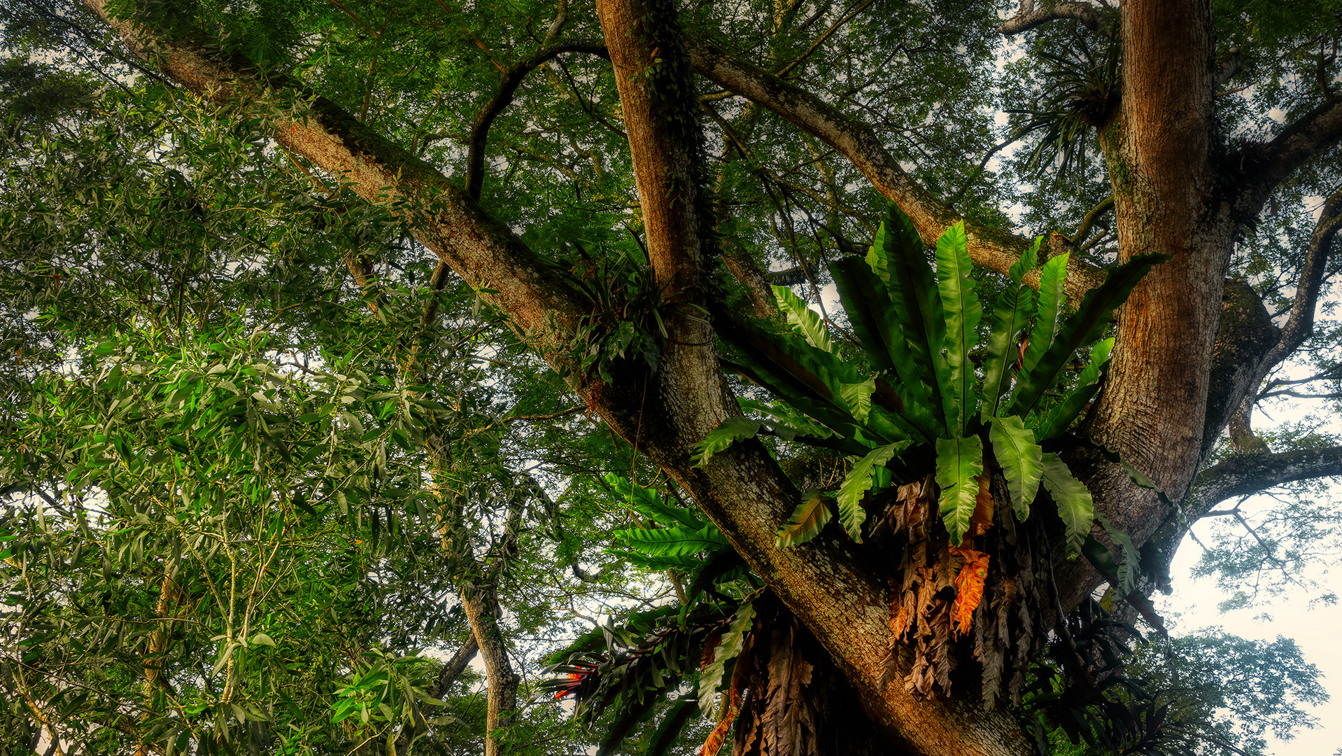 Botanischer Garten Singapur (I)