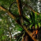 Botanischer Garten Singapur (I)