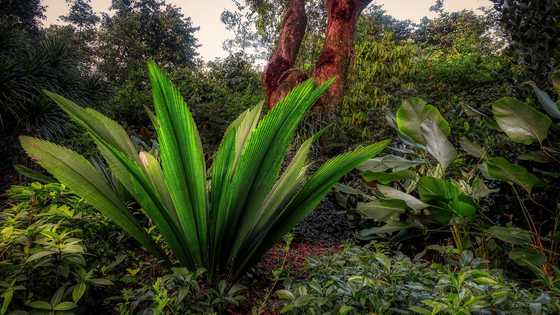 Botanischer Garten Singapur (III)