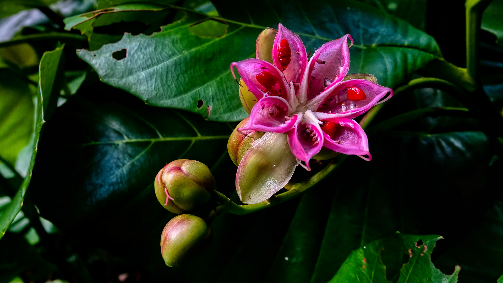 Botanischer Garten Singapur (IV)