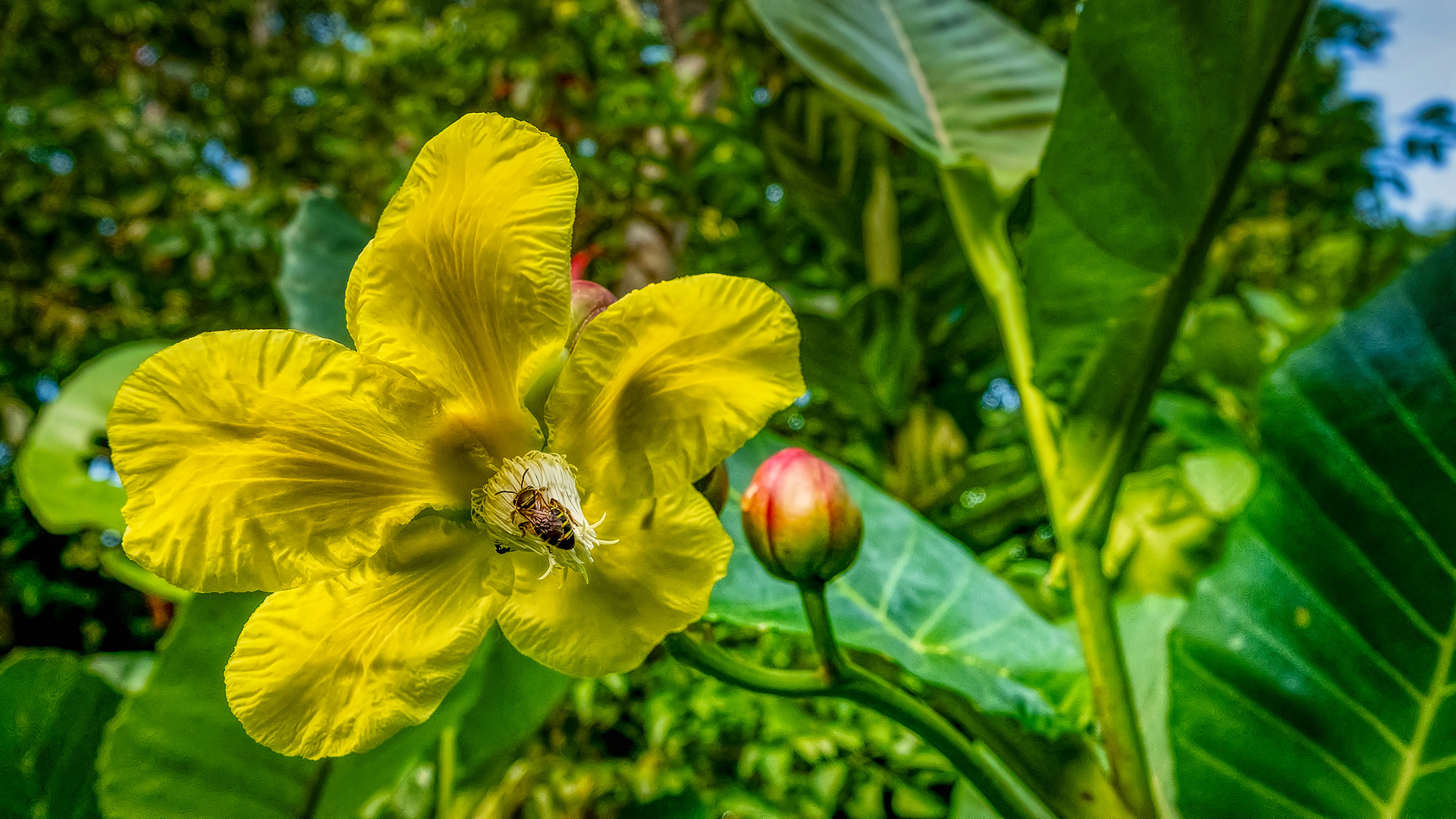 Botanischer Garten Singapur (V)