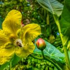 Botanischer Garten Singapur (V)