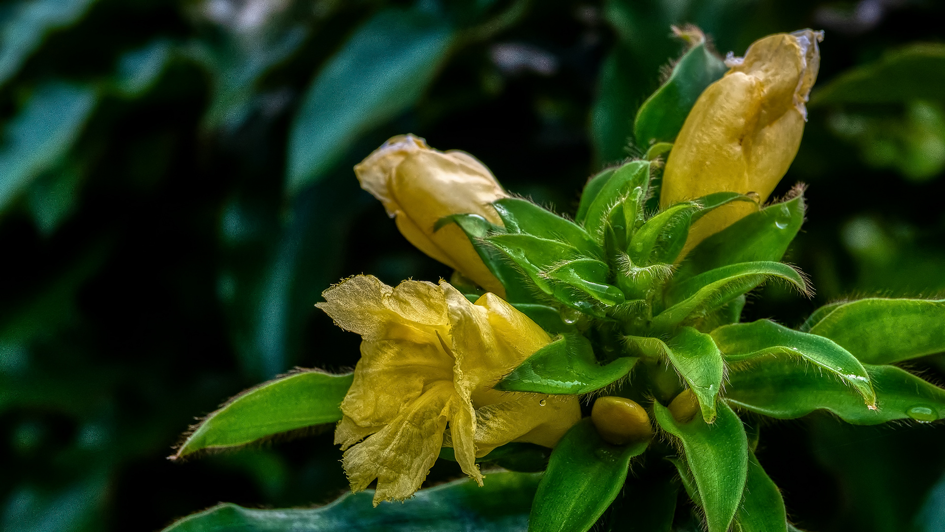 Botanischer Garten Singapur (VIII)