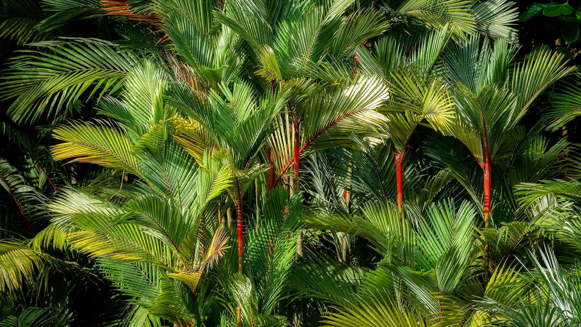 Botanischer Garten Singapur (XII)