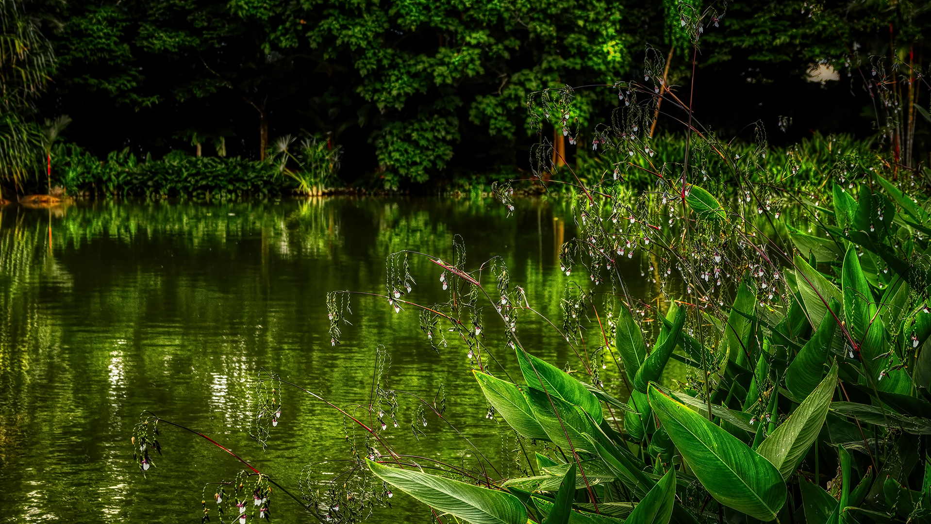 Botanischer Garten Singapur (XIV)