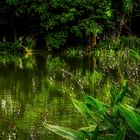 Botanischer Garten Singapur (XIV)