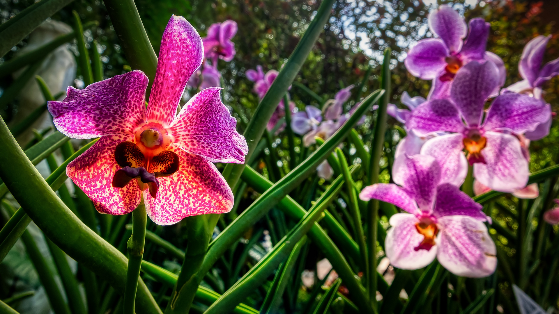 Botanischer Garten Singapur (XL)