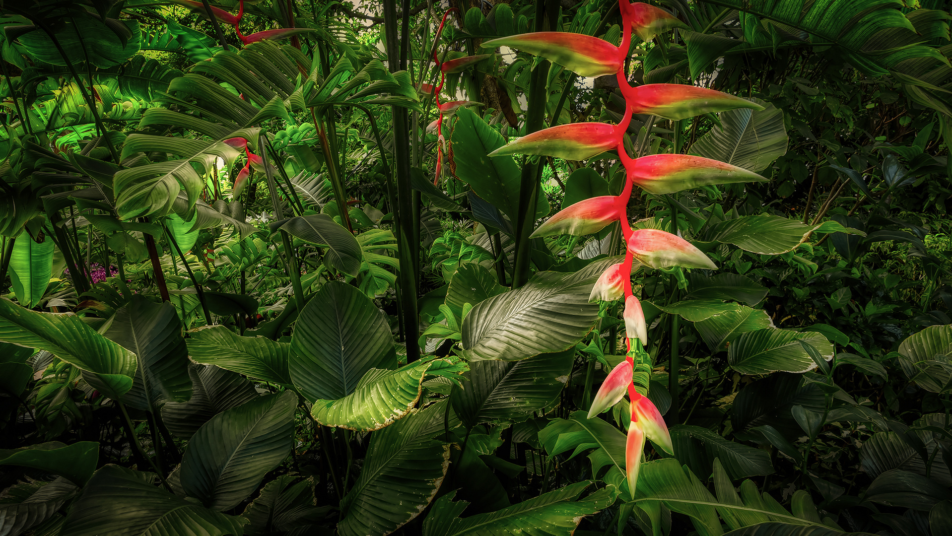 Botanischer Garten Singapur (XLII)