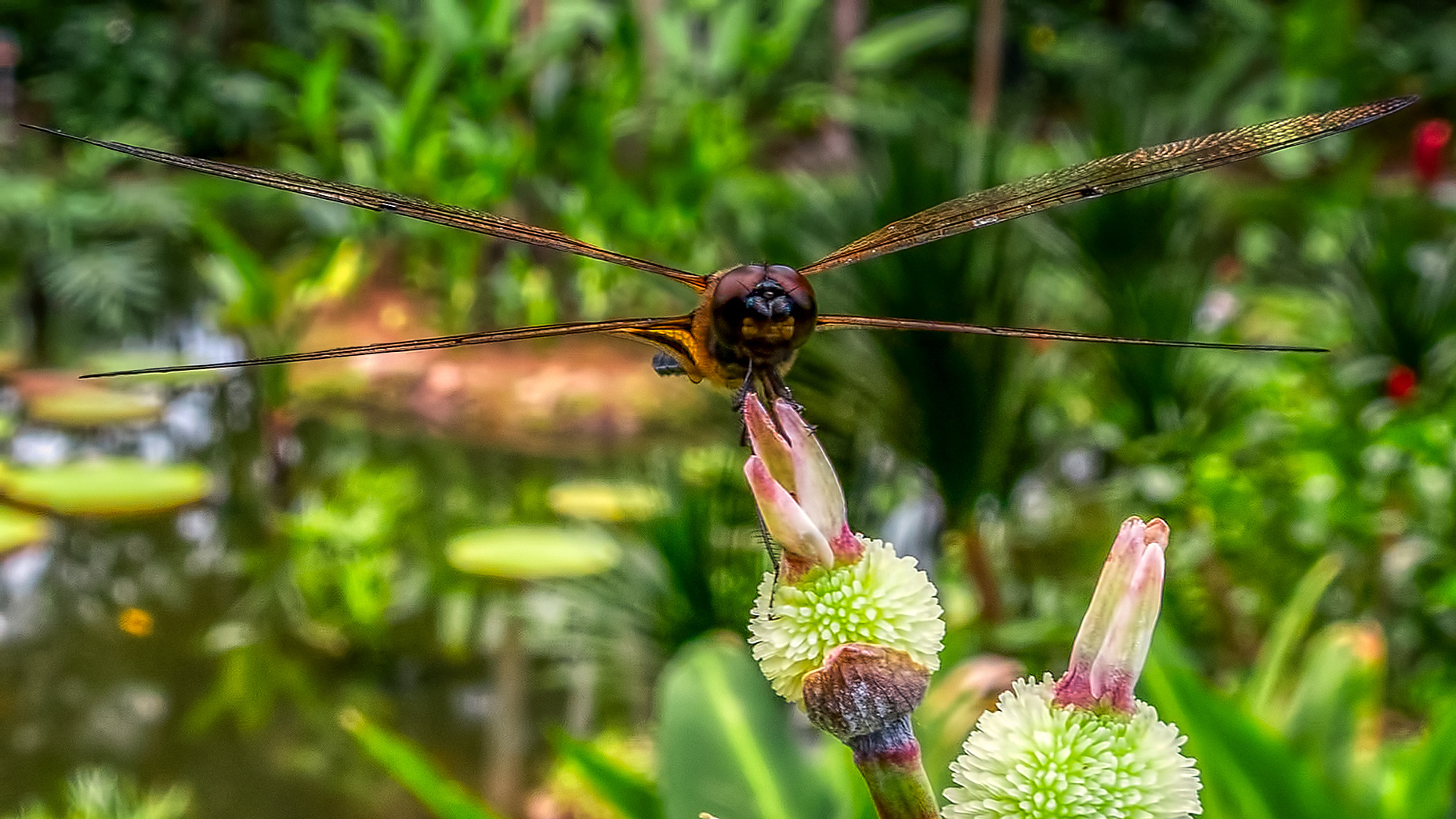 Botanischer Garten Singapur (XLIV)