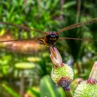 Botanischer Garten Singapur (XLIV)