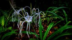 Botanischer Garten Singapur (XLIX)