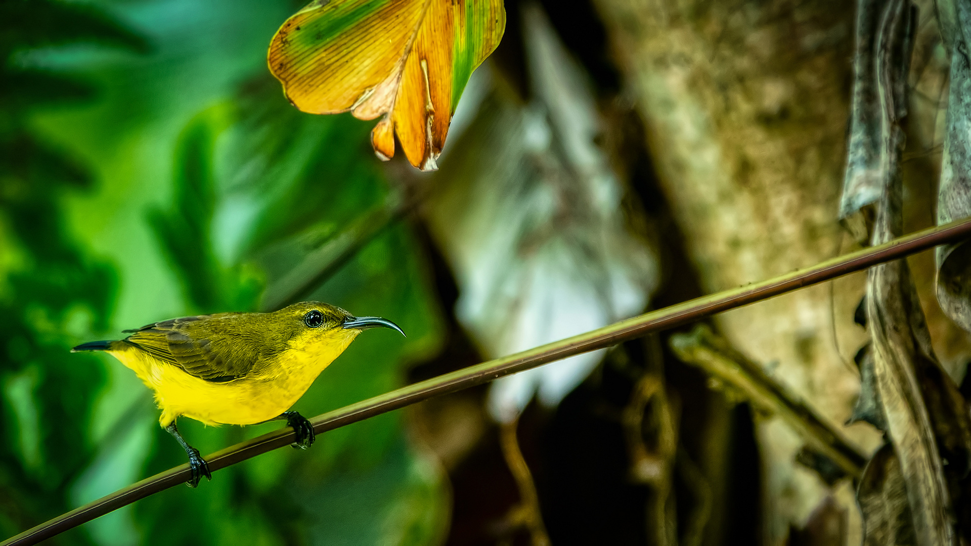 Botanischer Garten Singapur (XLV)