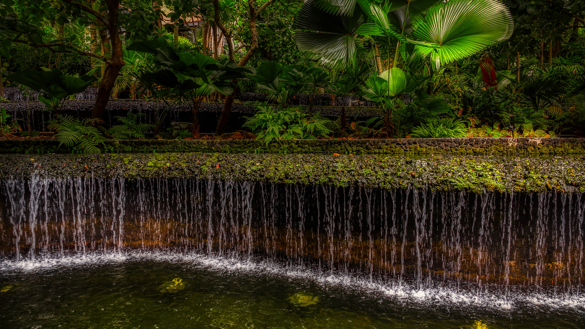 Botanischer Garten Singapur (XLVII)