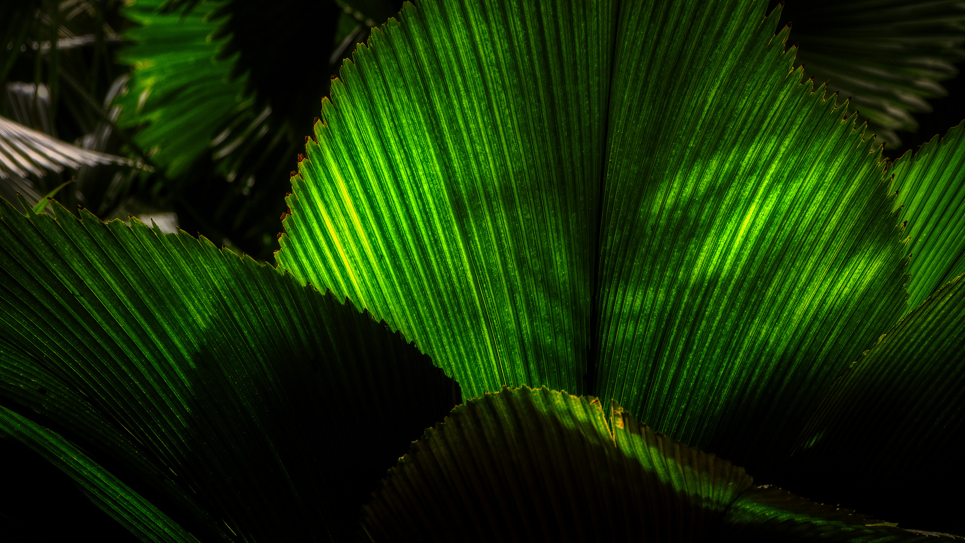 Botanischer Garten Singapur (XLVIII)