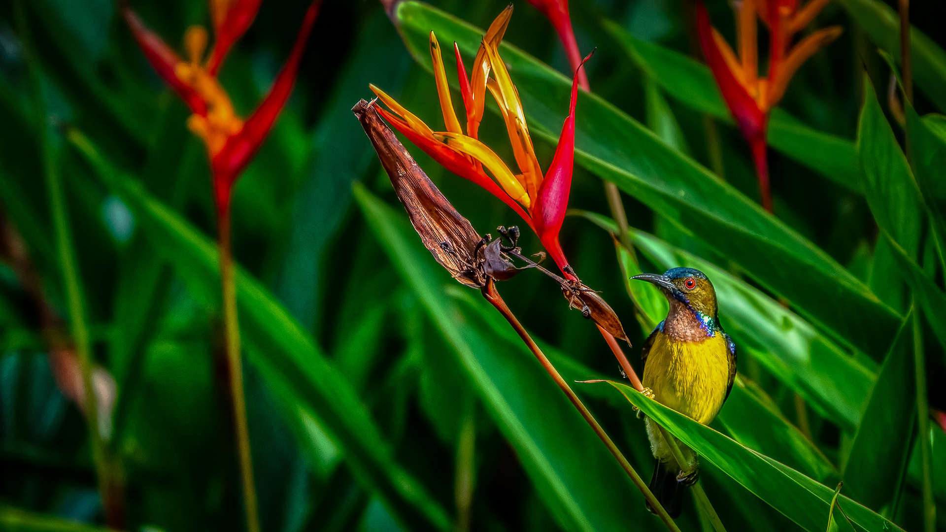 Botanischer Garten Singapur (XVI)