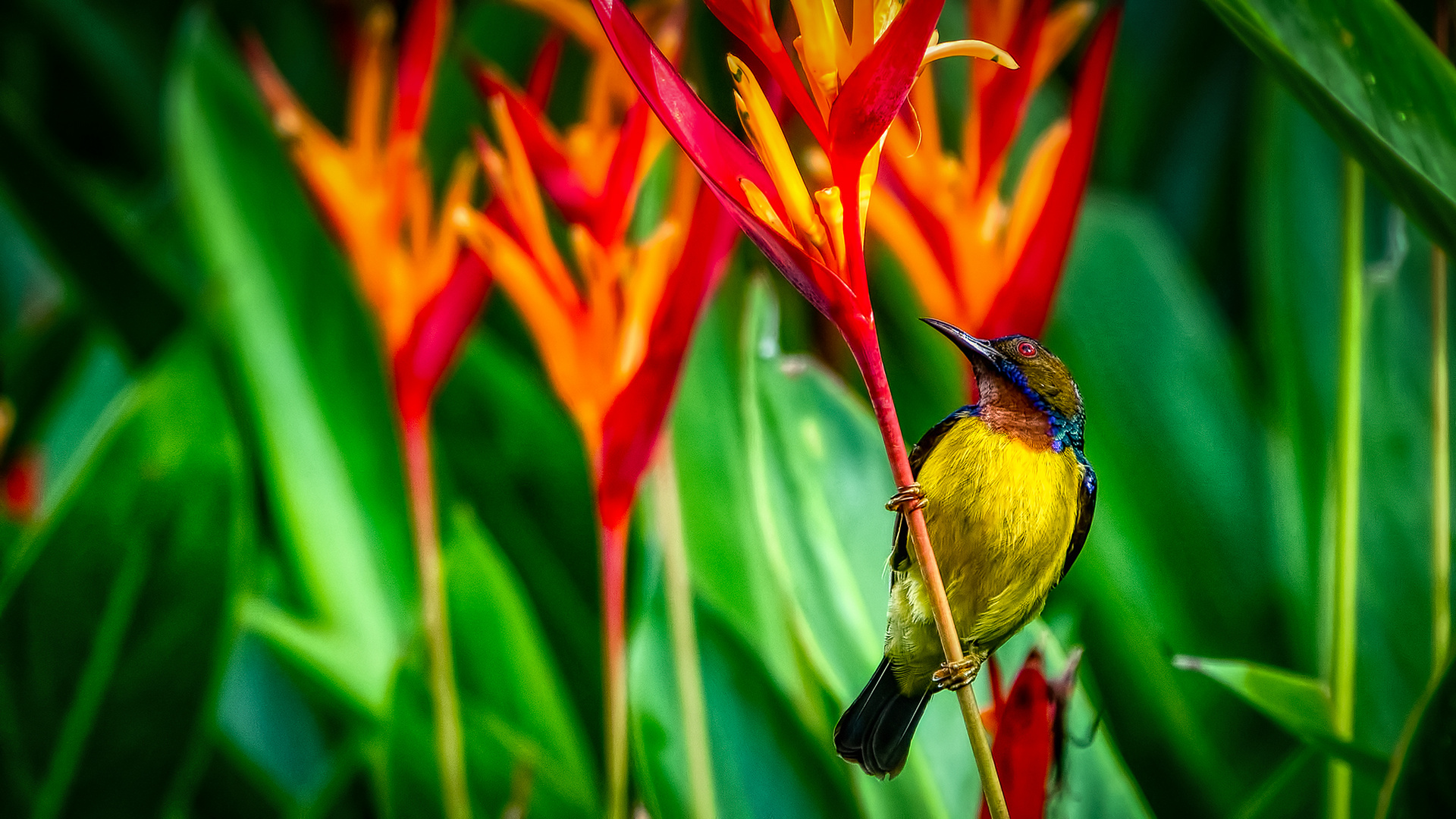 Botanischer Garten Singapur (XVII)