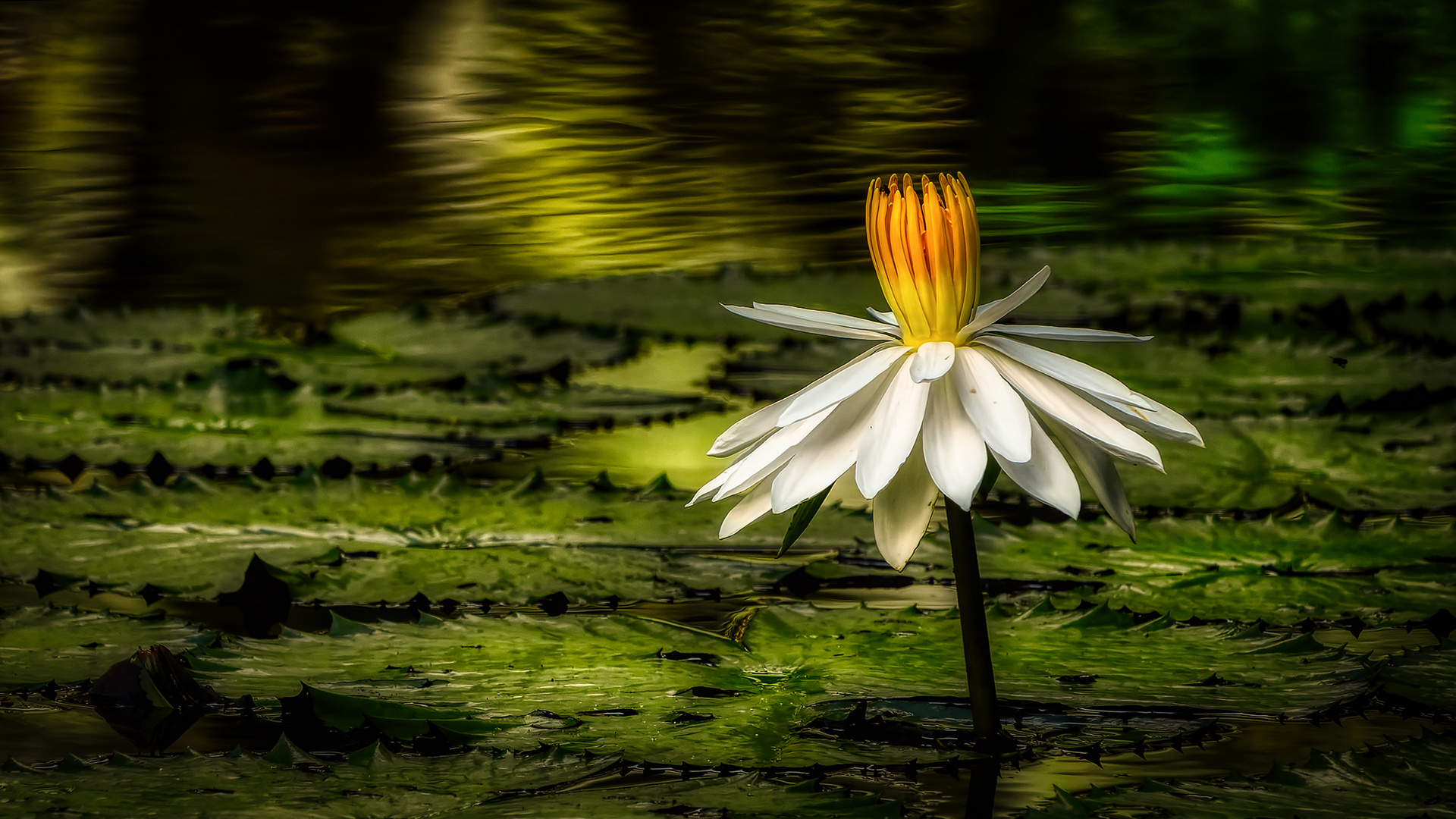 Botanischer Garten Singapur (XXI)