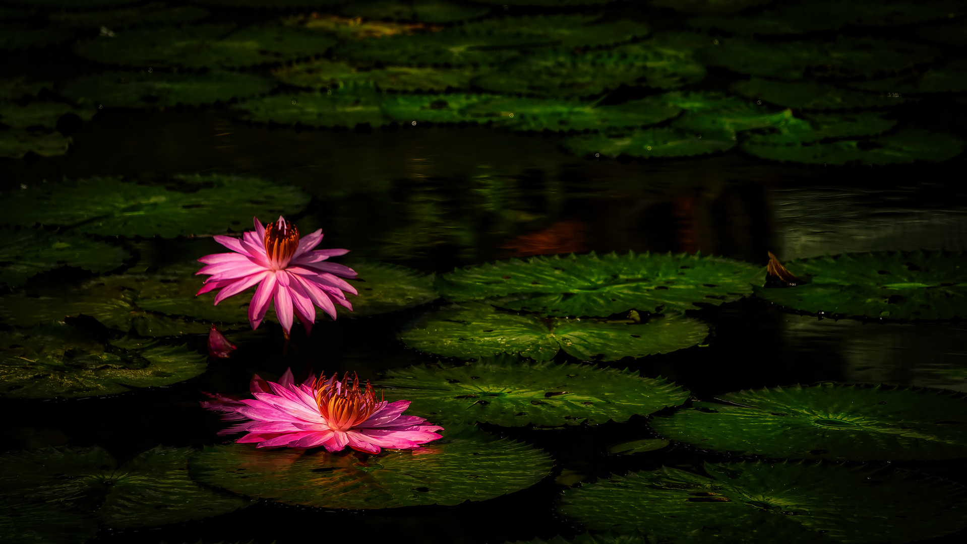 Botanischer Garten Singapur (XXII)