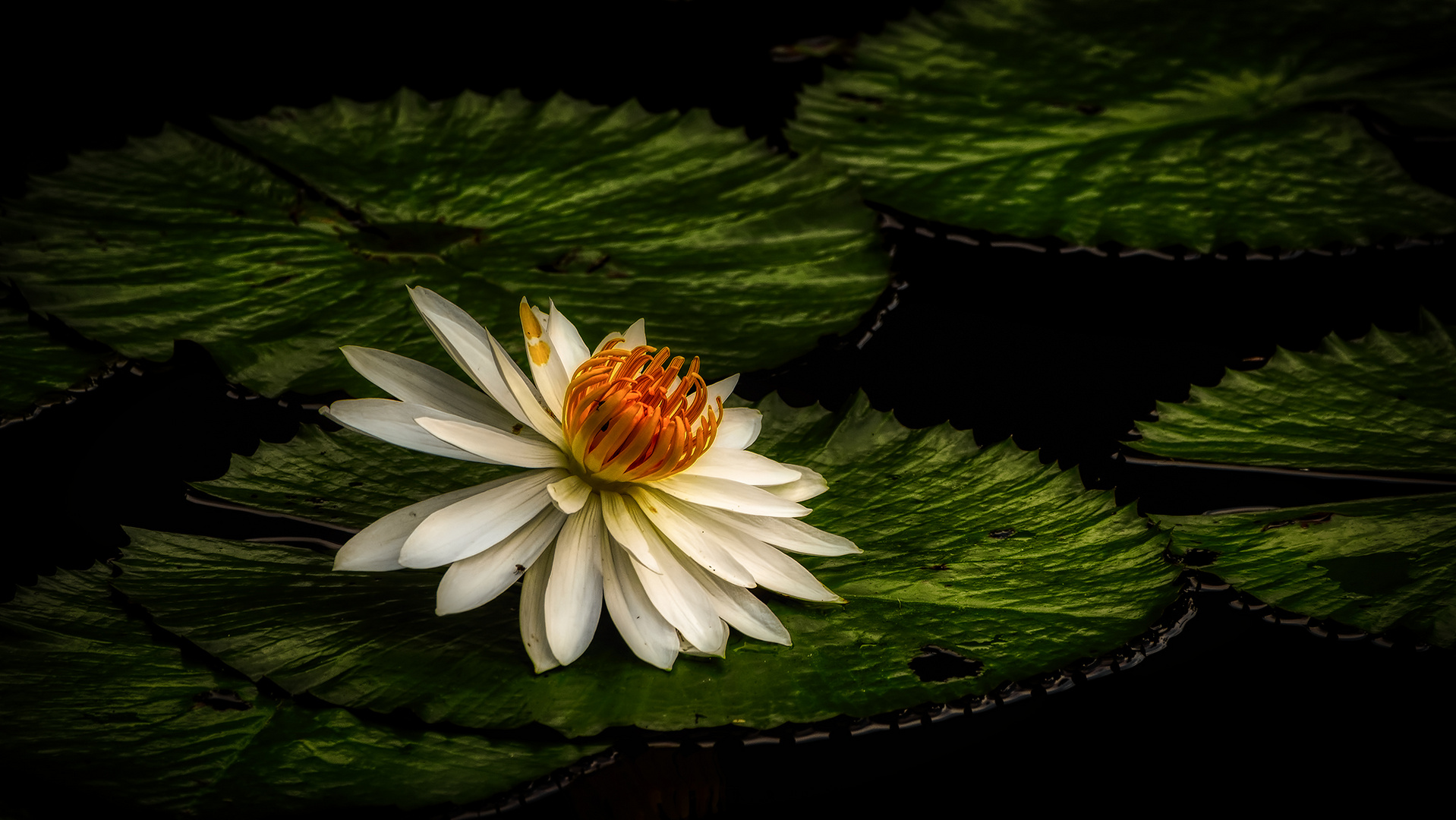 Botanischer Garten Singapur (XXIII)