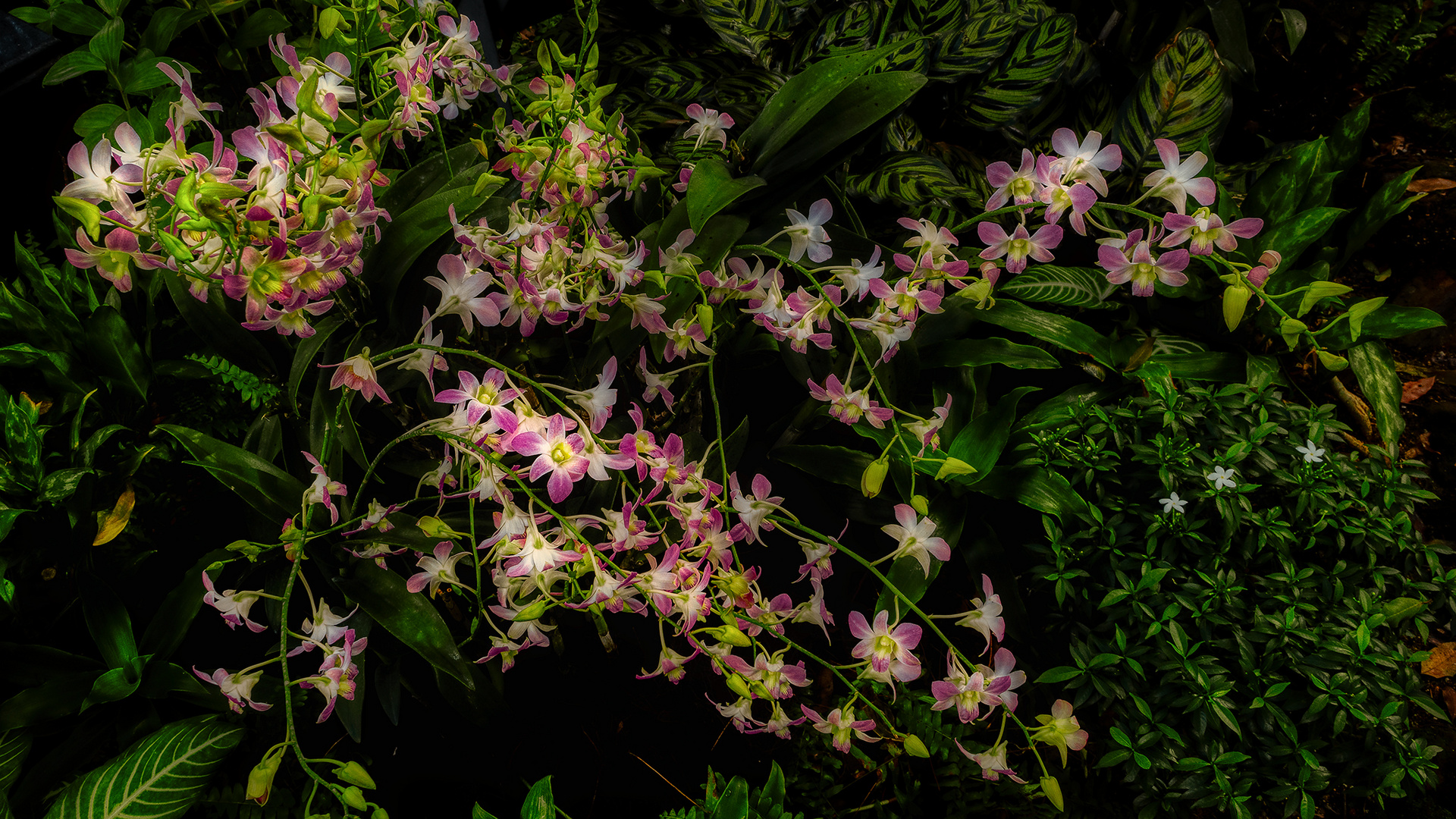 Botanischer Garten Singapur (XXVI)