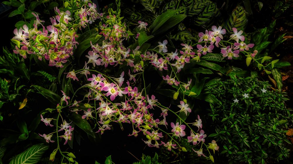 Botanischer Garten Singapur (XXVI) Foto & Bild asia