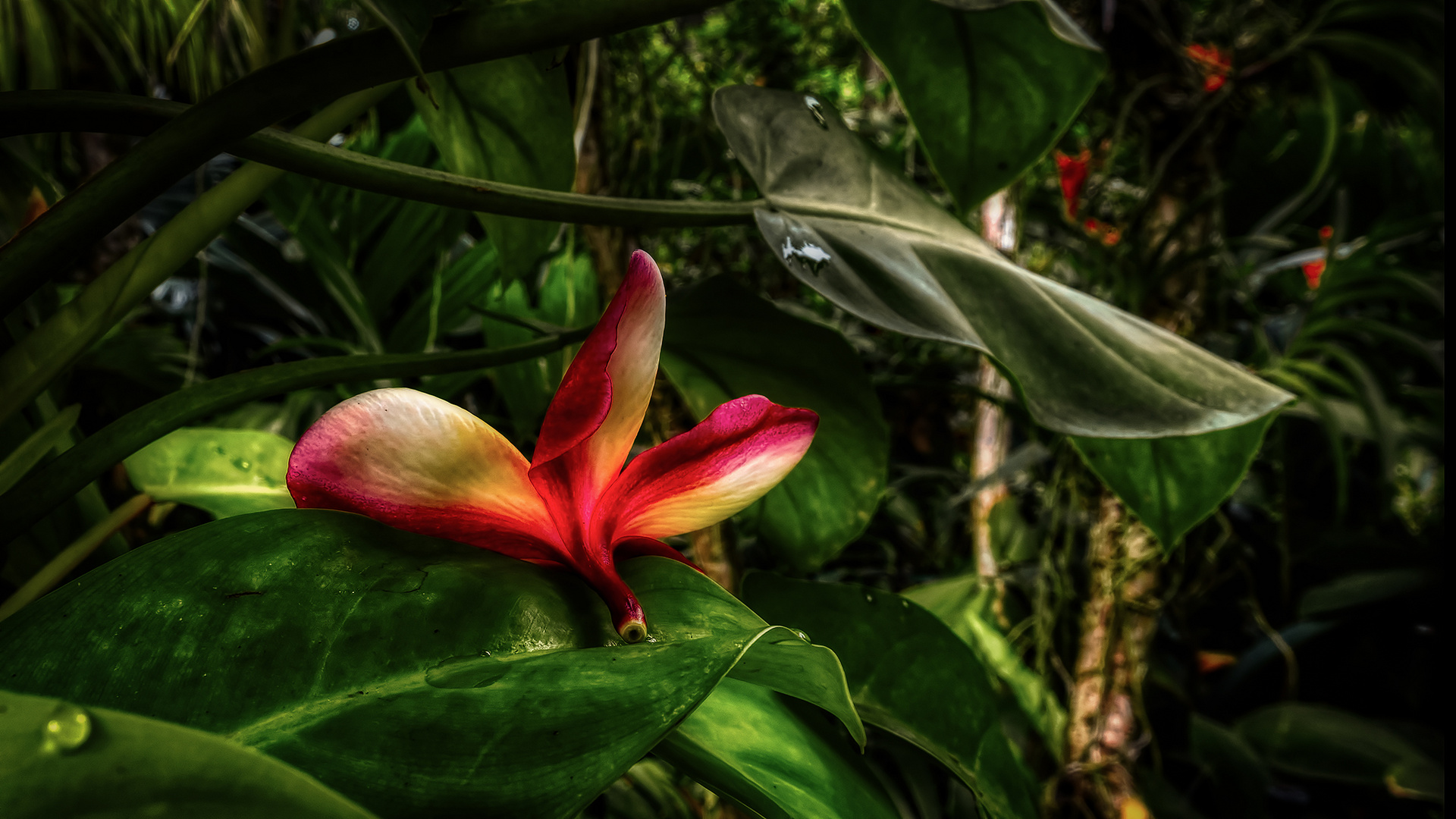 Botanischer Garten Singapur (XXVIII)