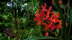 Botanischer Garten Singapur (XXX)