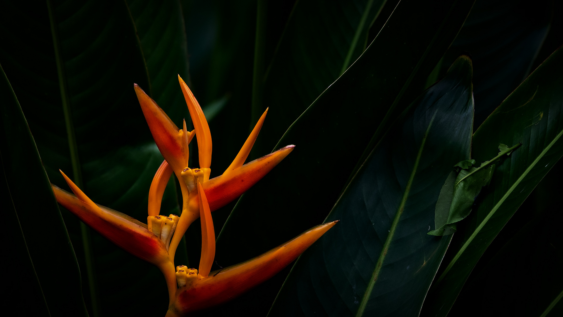 Botanischer Garten Singapur (XXXII) Foto & Bild park