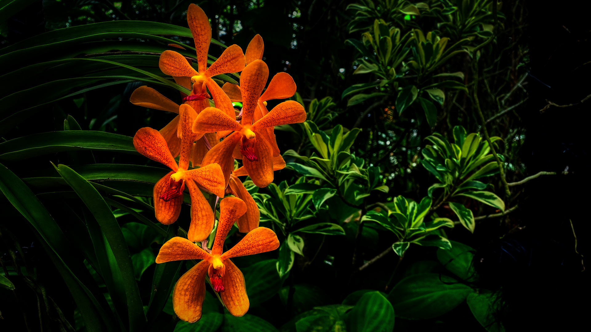Botanischer Garten Singapur (XXXIII)