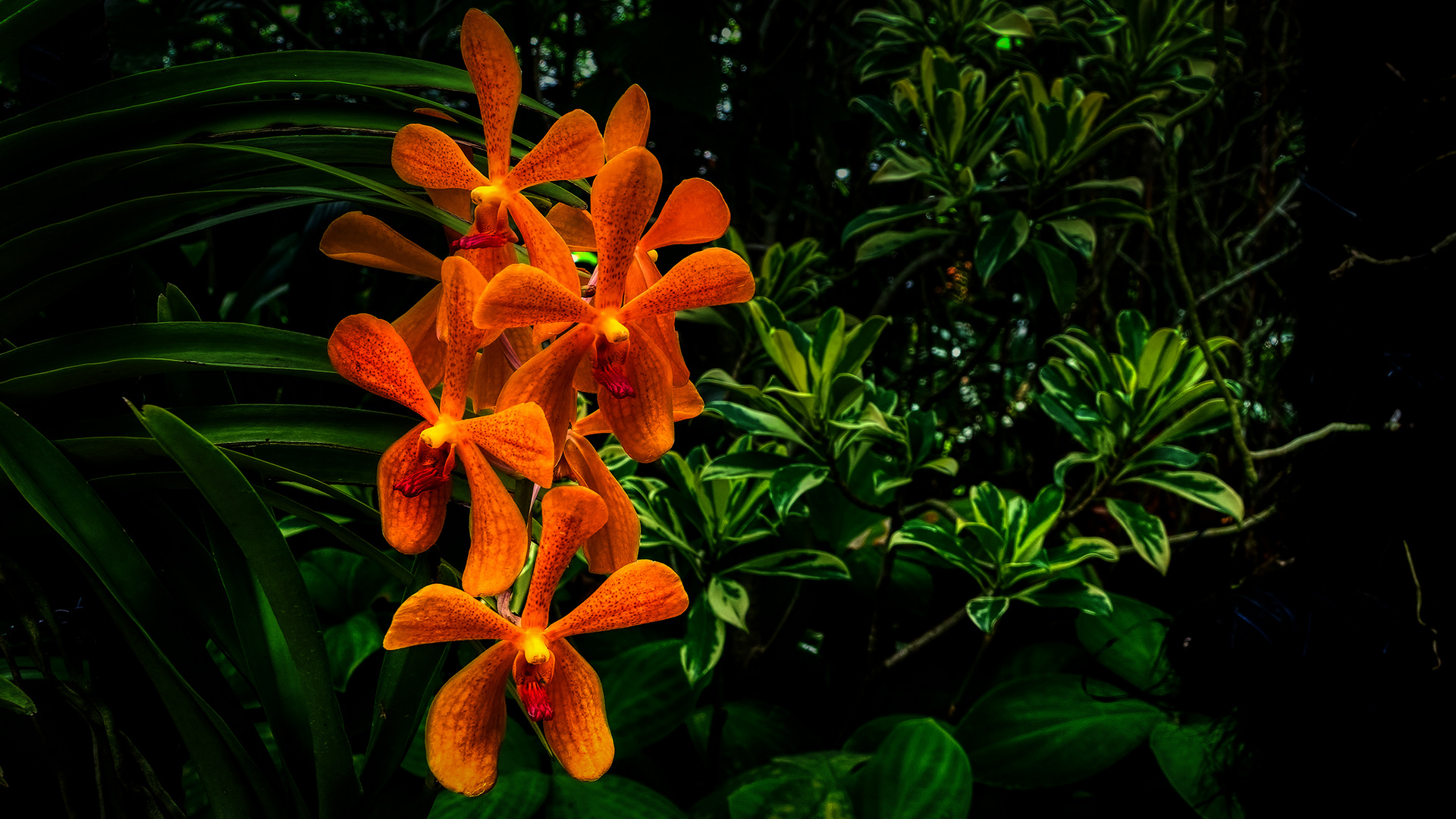 Botanischer Garten Singapur (XXXIII) Foto & Bild park