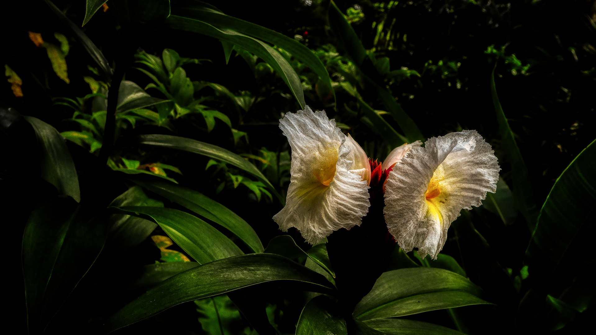 Botanischer Garten Singapur (XXXIV)