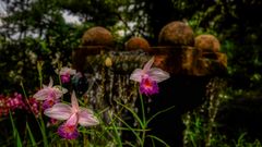 Botanischer Garten Singapur (XXXVIII)